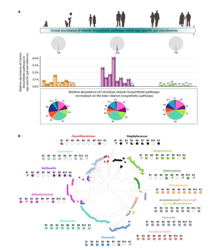 Overview of variation in microbial vitamin biosynthesis throughout human lifespan. Panel (a) shows the relative abundance of global and individual vitamin biosynthetic pathways in the gut microbiota of infants, adults, and the elderly, highlighting marked age-associated differences. The phylogenetic tree on panel (b) depicts the distribution of vitamin biosynthetic potential across key bacterial genera of the infant gut microbiota.