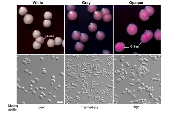 Colony and cellular morphologies of white, gray, and opaque cells of C. albicans strain BJ1097 on yeast extract peptone dextrose agar with phloxine B. G-Sec, gray sector. Scale bar, 10 µm. This figure is adapted from reference 71