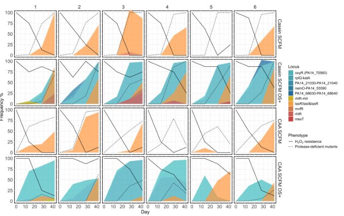 Population densities and frequencies of protease-deficient mutants over time. Differences in environmental factors associated with inflammation varied the population density (A) and the frequency of evolved protease-deficient mutants, PDMs (B), over time. Box plot tracks the average and overall distribution of population density at each detected time point within each selective environment. Each line shows the tracked population density or PDM frequency along the daily passage in a single population, grouped by selective environments (Casein SCFM or casamino acids, labeled CAA SCFM, and with or without supplemented 2 mM hydrogen peroxide, OS±).