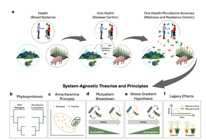One Health microbiome sciences. (a) An expanded One Health microbiome sciences framework that incorporates the ecology of all microbes, beyond disease-causing pathogens, and grows to focus on ecosystem wellness and resilience. This One Health framework will help unify the microbiome sciences and advance core disciplinary theories and principles with cross-system validation and comparative studies, including a few examples highlighted in this article: (b) phylosymbiosis, host-associated microbiome relationships reflect the host’s evolutionary history; (c) Anna Karenina principle, unhealthy microbiomes fail in many different ways, resulting in more heterogeneity; (d) mutualism breakdown, beneficial relations collapse under stress; (e) stress gradient hypothesis, mutualistic interactions are more common in stressful environments; and (f) legacy effects, past events or conditions impact future community responses and traits.