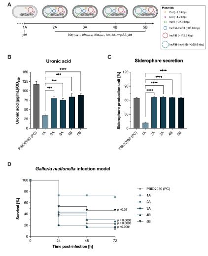  Temporal dynamics of plasmid carriage and virulence-associated features in white phenotype isolates.
