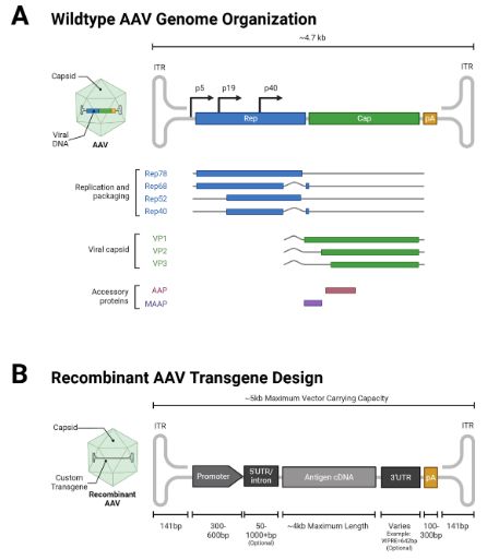 AAV vector design. (A) Organization of the wild-type AAV genome, highlighting the replication/packaging, viral capsid, and accessory protein genes. (B) Recombinant AAV transgene design, showing the standard structure for vaccine design.