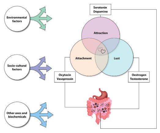 The potential role of microbiota on attachment-associated emotions (e.g., via oxytocinergic pathways) completes the core overlapping elements of our hypothesis. It is essential to acknowledge the complexity of other factors (e.g., environmental, socio-cultural, and other axes, such as the hypothalamic-pituitary-adrenal axis and cortisol) that influence human emotions and gut microbiomes.