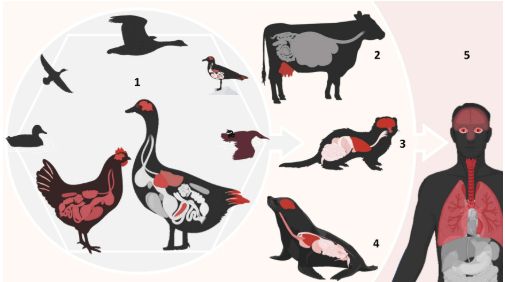  Selective and host-dependent tissue tropism of H5 HPAIVs from birds to mammals. Organs highlighted in red indicate sites of active viral replication and associated lesions.