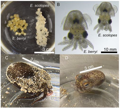 Comparison of Euprymna species. (A) E. berryi (left) and E. scolopes (right) eggs immediately prior to hatching. (B) An E. berryi and E. scolopes hatchling 24 h post-hatching. (C) An adult female E. berryi. (D) An adult female E. scolopes.