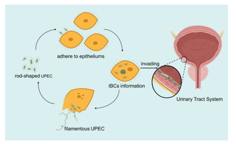 A mode of morphological transformation cycle of MP UPEC. This mode includes the following three stages of MP UPEC invasion of the urine epithelium: UPEC initially adopts a rod-shaped form, adheres to epithelial cells, and penetrates them through fimbriae and other adhesins. It then replicates extensively within these cells, transitioning from a dispersed rod-shaped to a dense, clustered, spherical form known as IBCs. Once the host epithelial cells perish, numerous UPEC are released into the external environment in a filamentous form. These UPEC then revert to their original rod-shaped form, seeking new epithelia of the urinary tract to adhere to, thus completing a full cycle of morphological transformation, leading to a constant invasion of the urinary tract system. UPEC, uropathogenic Escherichia coli; IBC, intracellular bacterial community; MP, morphotype positive.