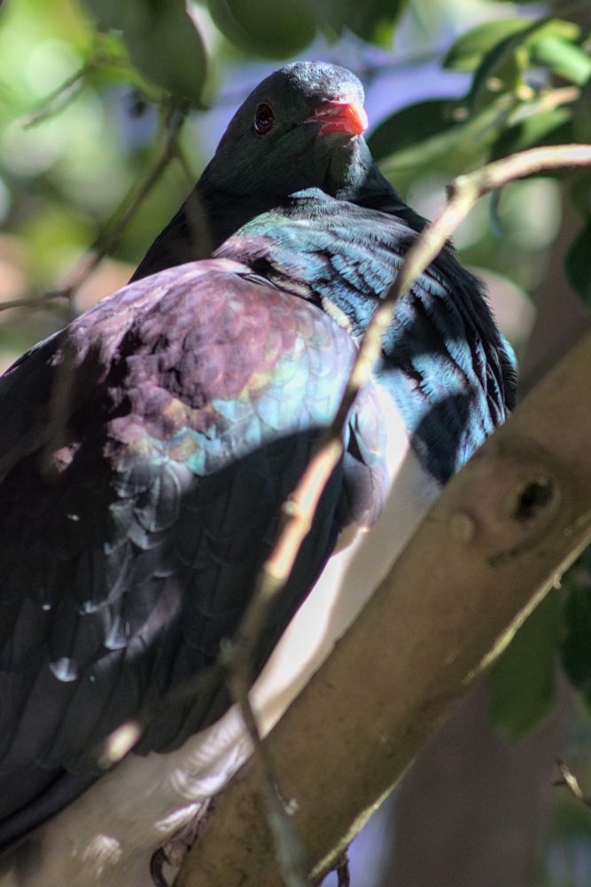 Kererū in a tree, having just gorged on berries.