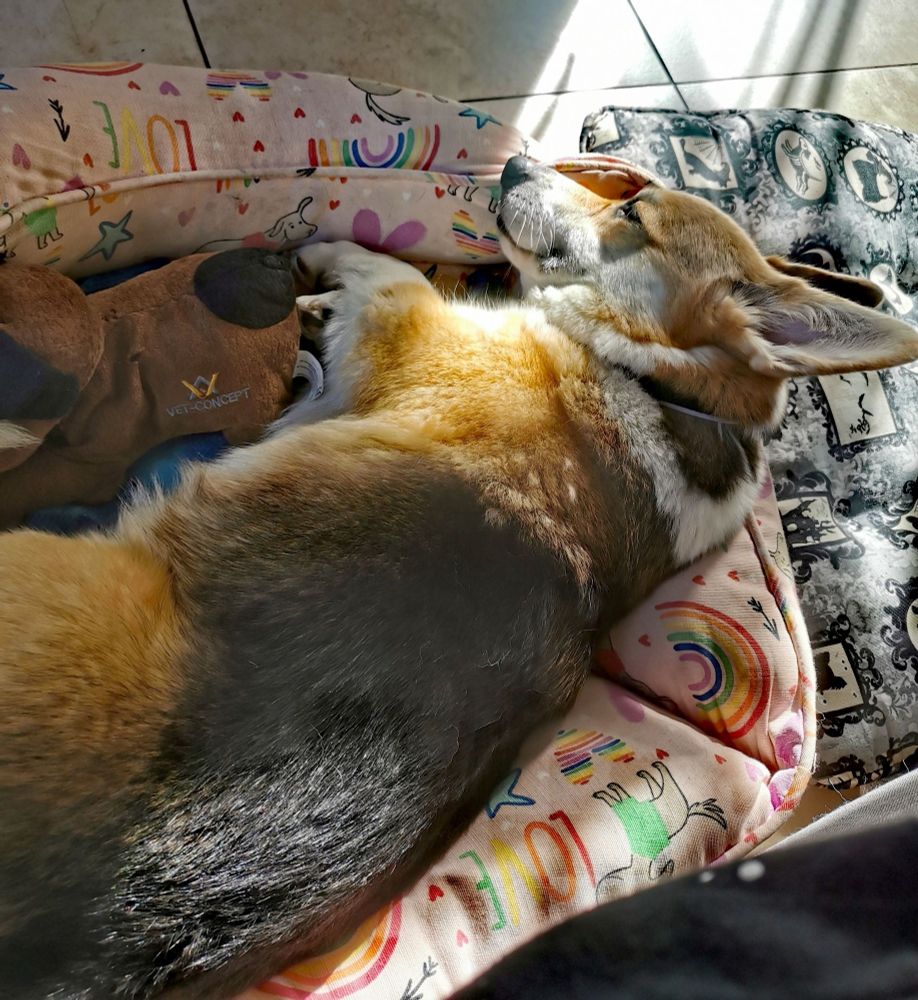 Ein Corgi, schlafend in einem rosa-bunten Körbchen mit Regenbogen, Sternen und Herzchen im Sonnenschein.
