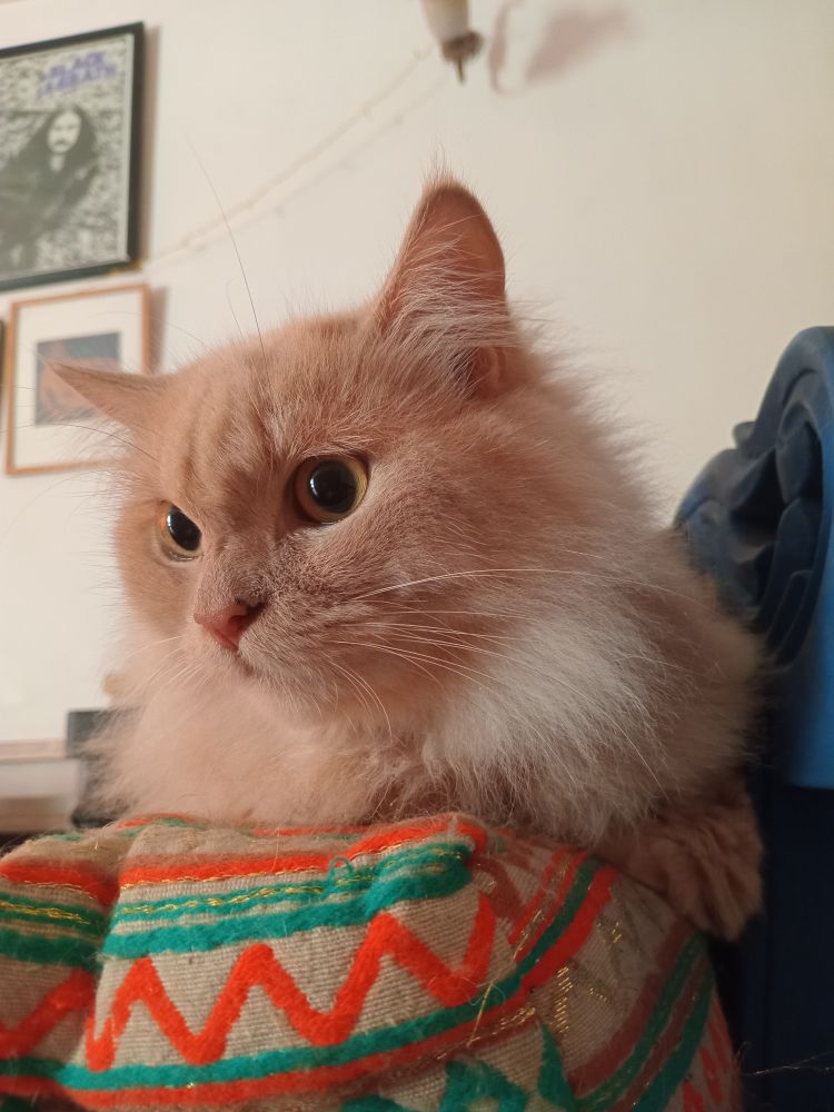 Dolly, a fluffy pale brown cat, watches Ruffles watchfully.