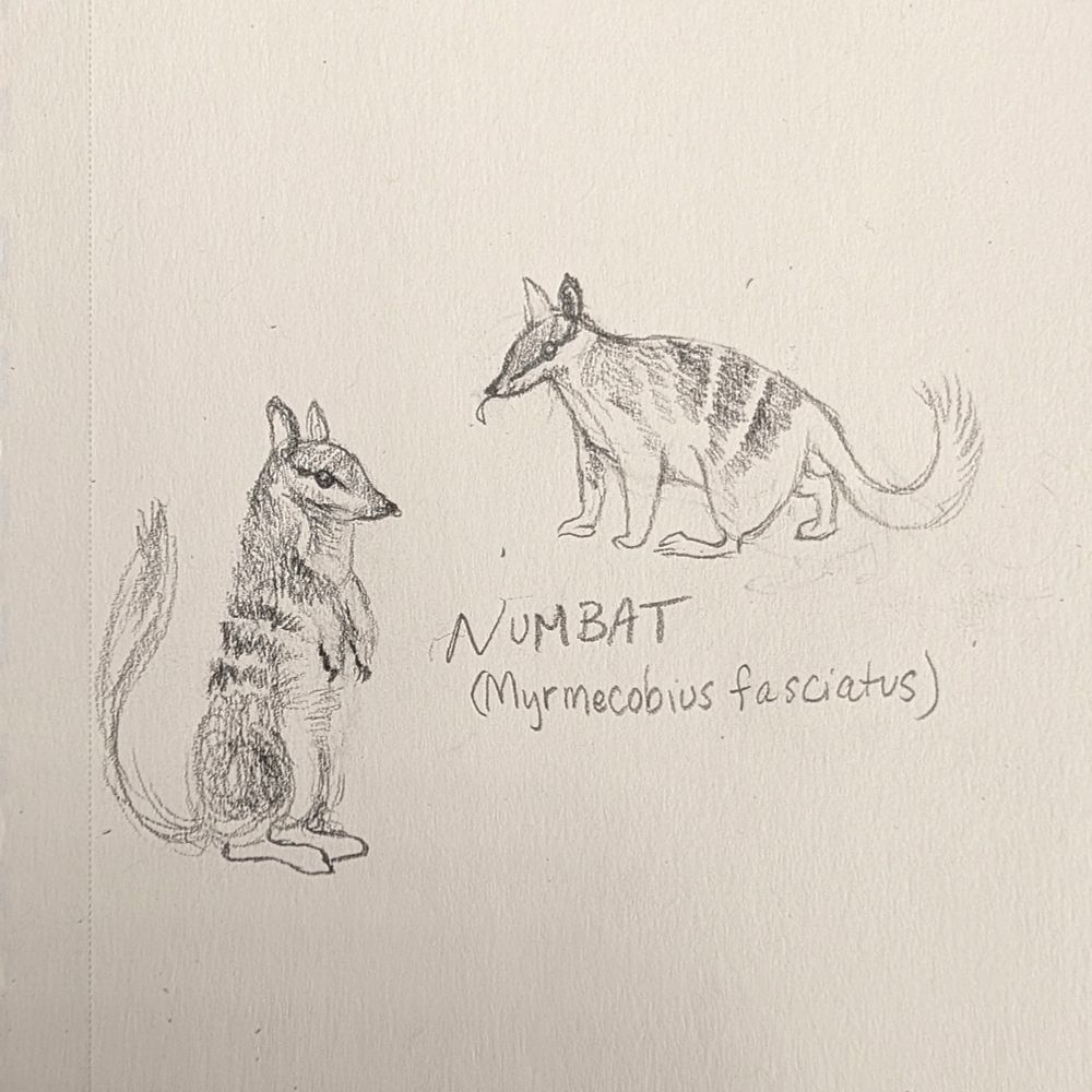 A closeup of the drawings of Numbats. Their scientific name (Myrmecobius fasciatus) is written alongside them. They are a small mammal with a long pointy nose, upright ears, narrow stripey body, and fluffy tail. One is standing up on its hind legs and the other is sticking out it's long narrow tongue