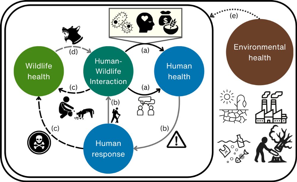 Figure showing connections among human-wildlife interactions, human health, human responses, wildlife health, and all in the context of environmental health
