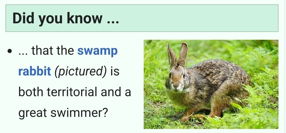 An excerpt from Wikipedia's "Did you know" section.
"Did you know ... that the swamp rabbit (pictured) is both territorial and a great swimmer?"
On the right is a picture showing the swamp rabbit in its natural habitat.