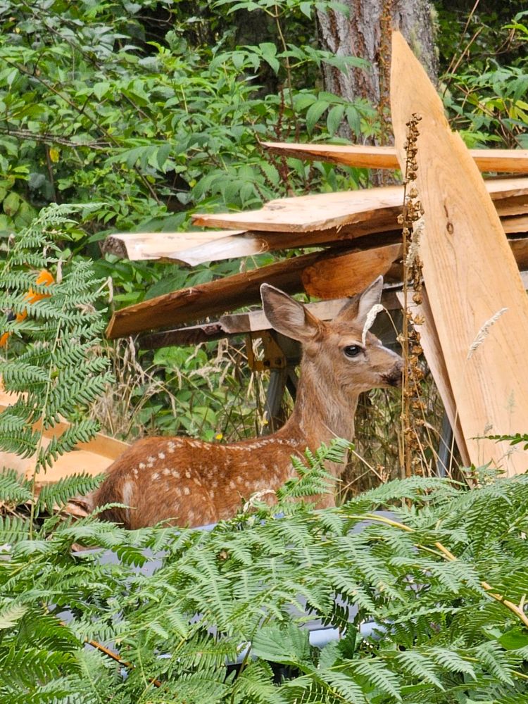 Best shot, looks good from this side. 