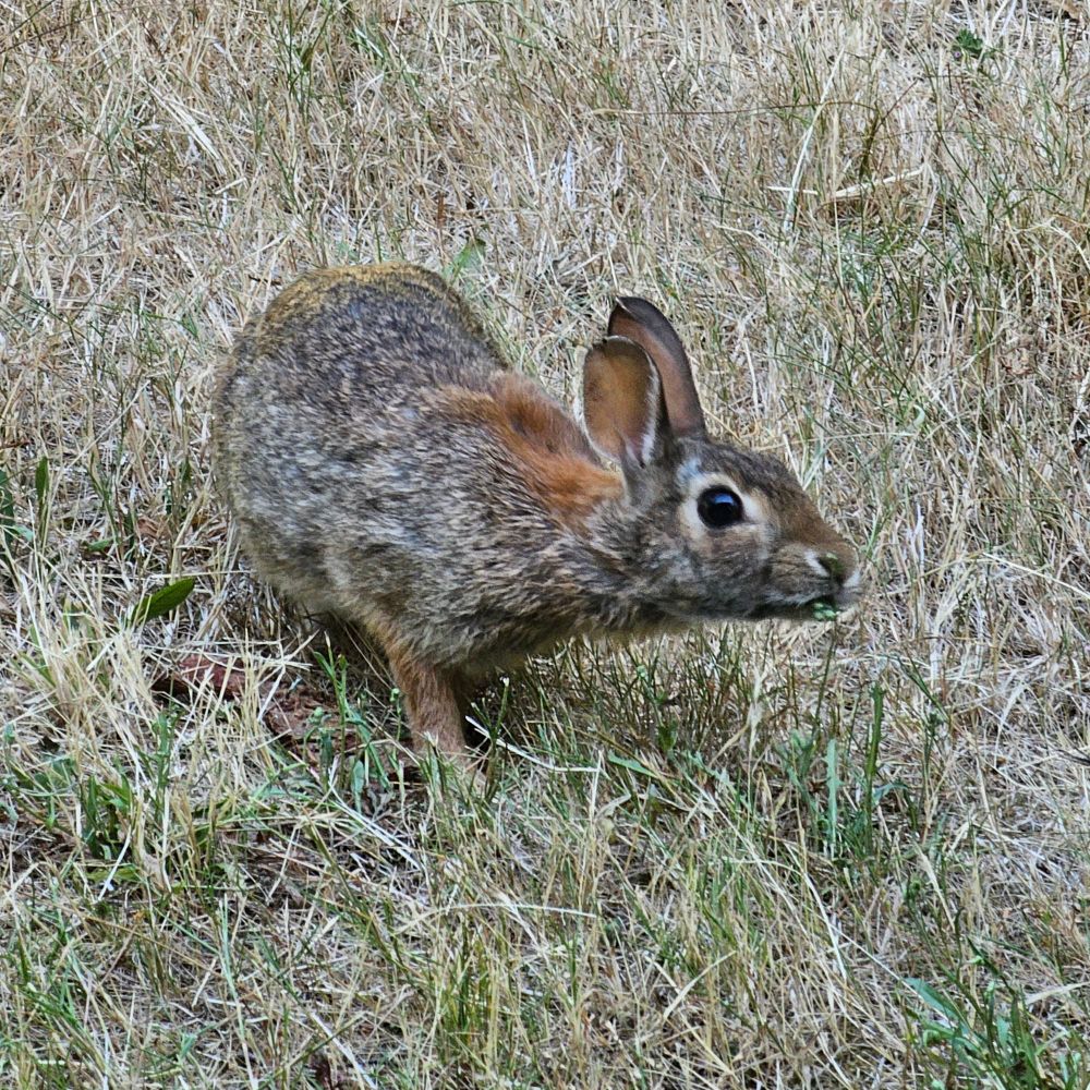 Sitting on the patio toking and this guy comes out all bold.