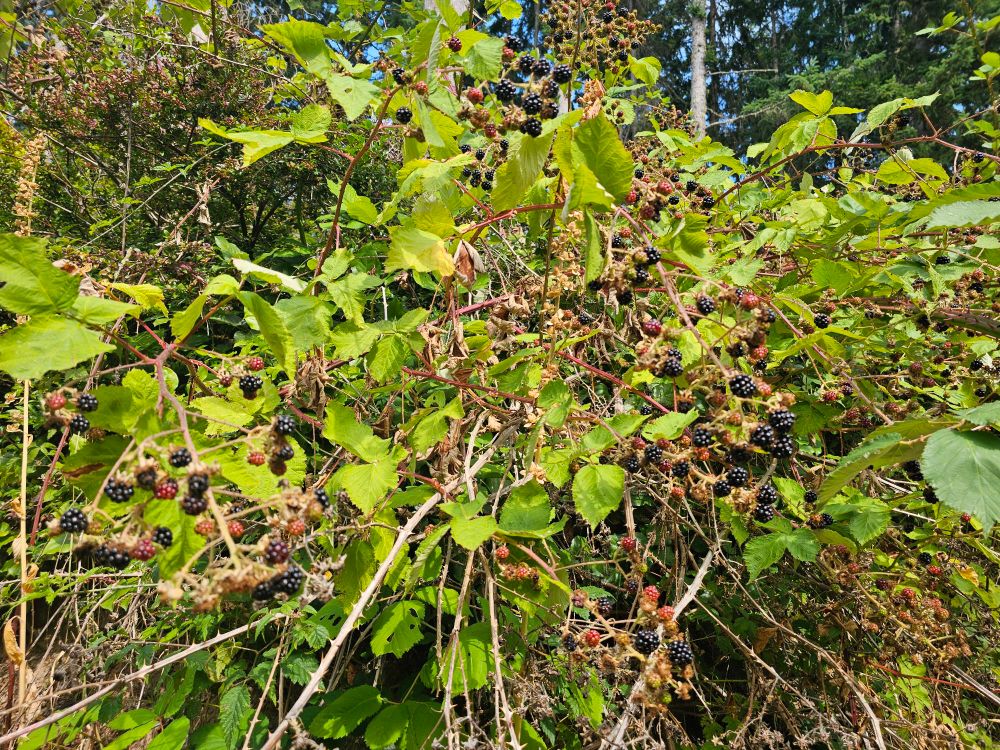 Blackberry bush with half ripened berries, with wild blueberries unripe in the upper left corner.