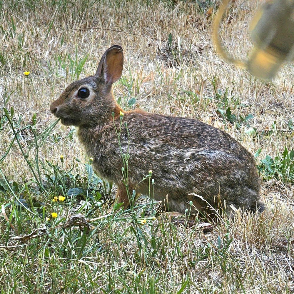 He's eating my dandelions so I guess he's alright.