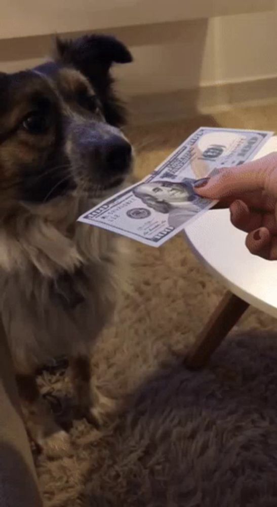 a person is holding a 100 dollar bill over a dog 's face