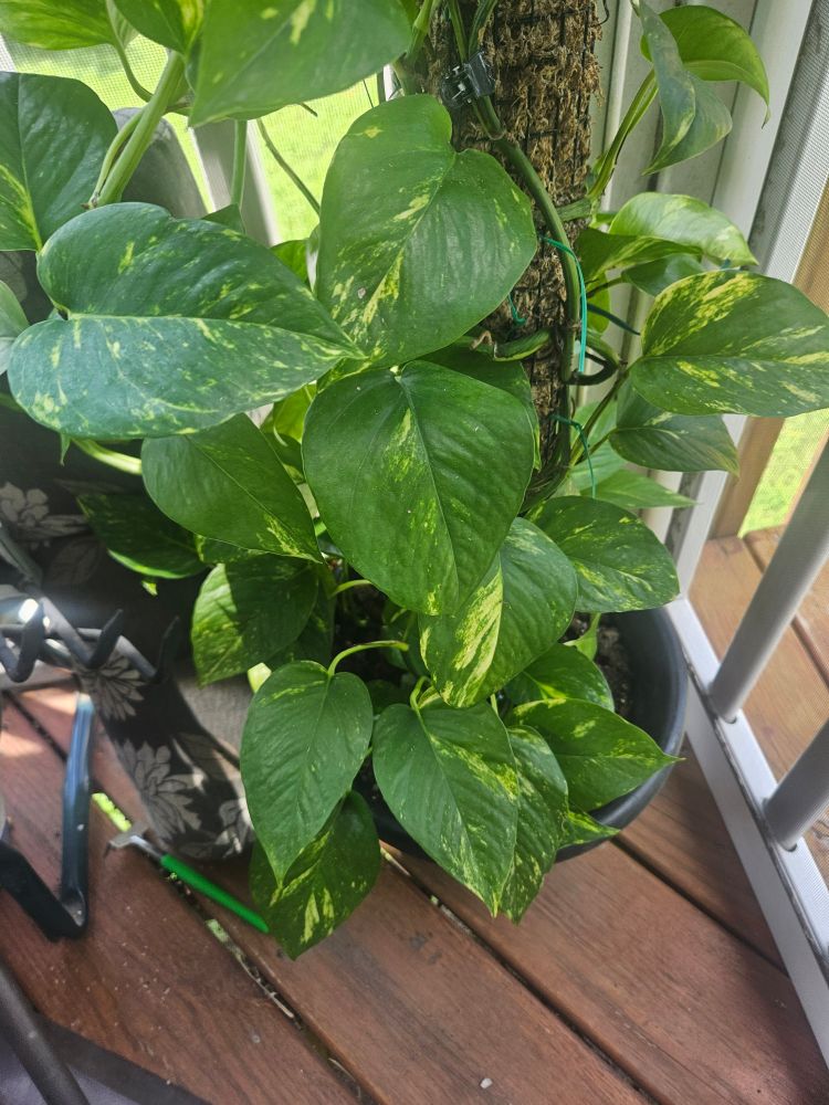 golden pothos sitting on a wooden deck. 