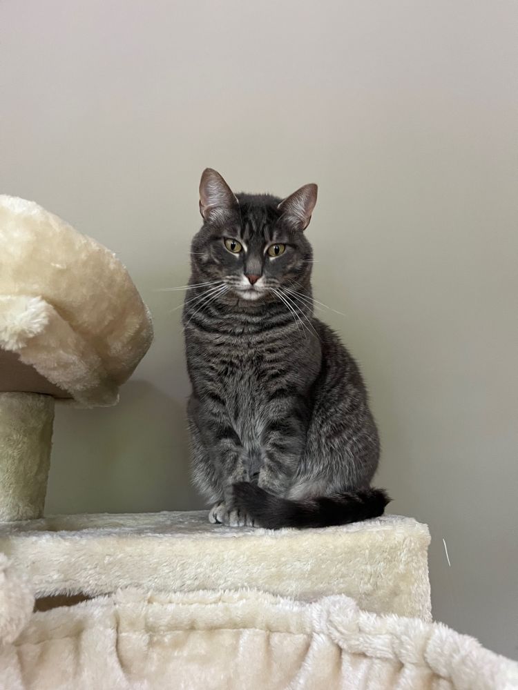 gray tabby cat sitting on a cat tree, looking down at you with a self-satisfied smirk. her tail is curled primly around her legs. she has gorgeous green eyes and she knows exactly how pretty she is 