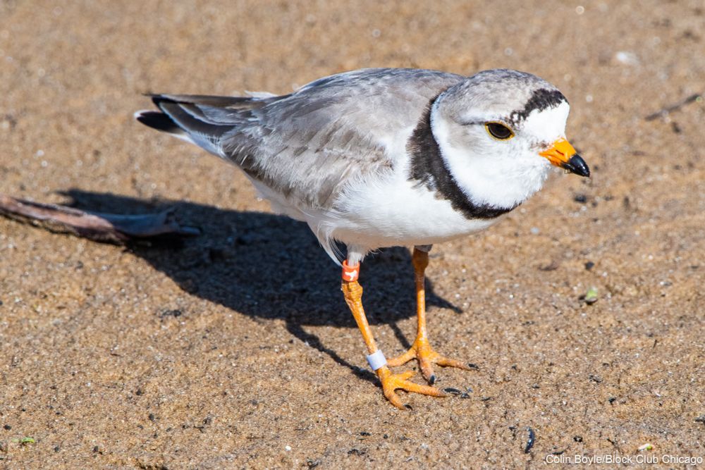 Imani the piping plover at Montrose Beach on June 23, 2025. Credit: Colin Boyle/Block Club Chicago
