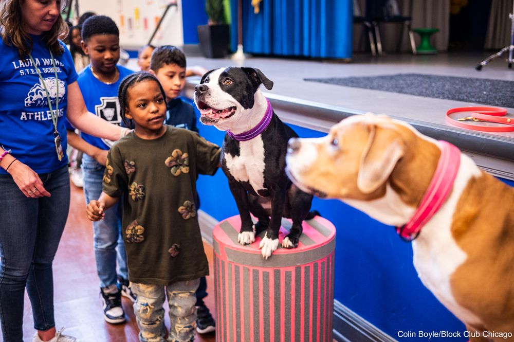 Tyler Pernell pets Bobbie the pitbull during a Canines 4 Kindness demonstration at Laura S. Ward Elementary School, 646 N. Lawndale Ave., in East Garfield Park on April 22, 2025.