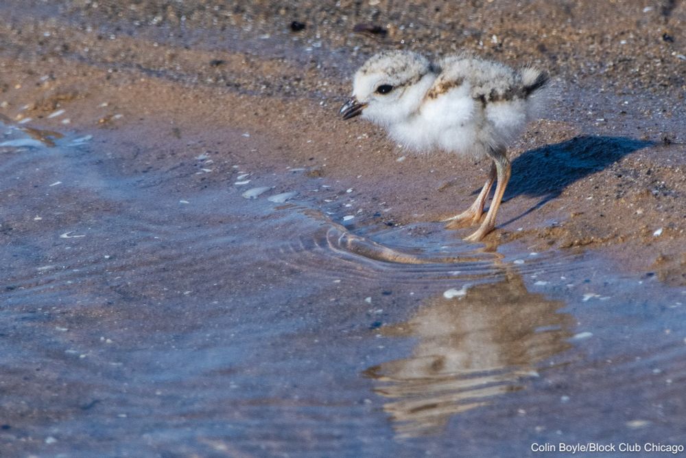 One of the three chicks of Imani and Sea Rocket the piping plovers at Montrose Beach on June 23, 2025. Credit: Colin Boyle/Block Club Chicago
