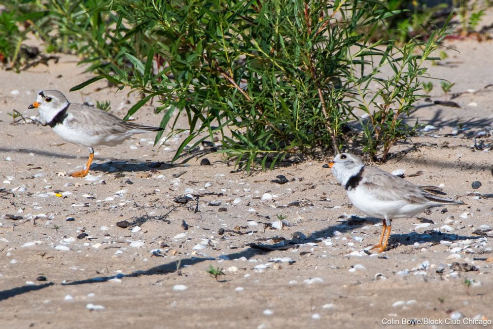 Imani and Sea Rocket the piping plovers at Montrose Beach on June 23, 2025. Credit: Colin Boyle/Block Club Chicago
