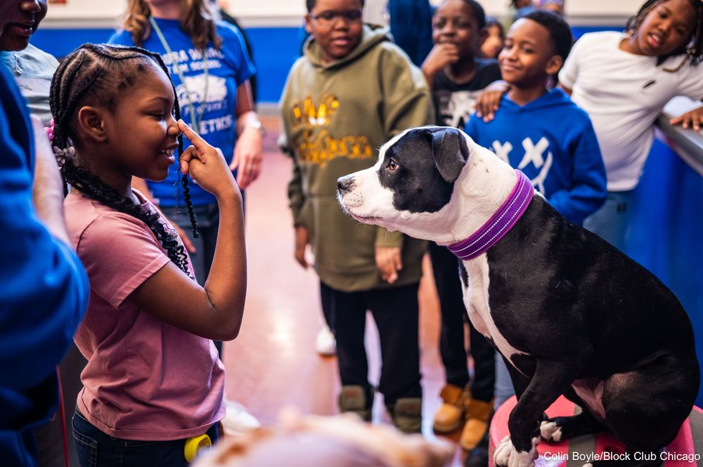 Tiana Sykes prepares Bobbie the pitbull to receive a treat during a Canines 4 Kindness demonstration at Laura S. Ward Elementary School, 646 N. Lawndale Ave., in East Garfield Park on April 22, 2025.