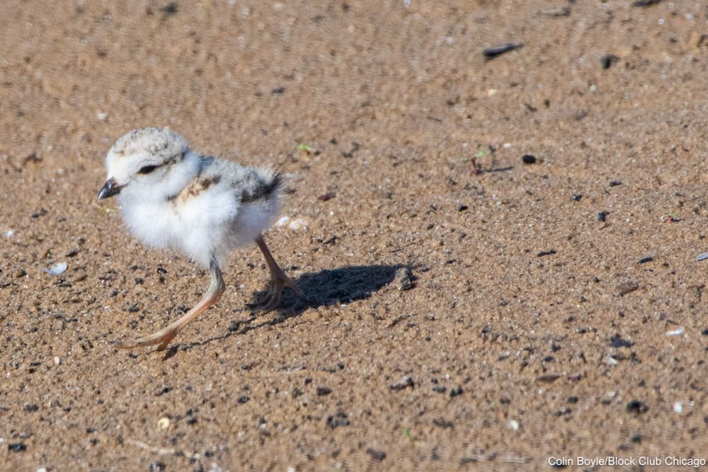 One of the three chicks of Imani and Sea Rocket the piping plovers at Montrose Beach on June 23, 2025. Credit: Colin Boyle/Block Club Chicago
