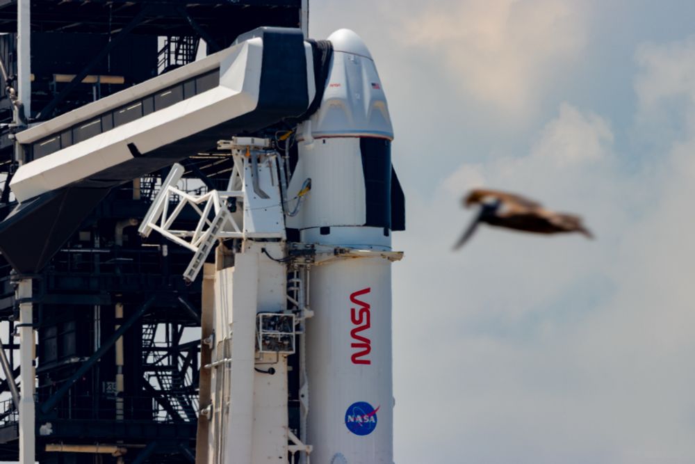 Crew Dragon Endeavour stands on top of a Falcon 9 rocket ahead of its 6th flight to space. Behind the rocket is the Fixed Service Structure and Crew Access Arm. A large bird is flying in front of the rocket.
