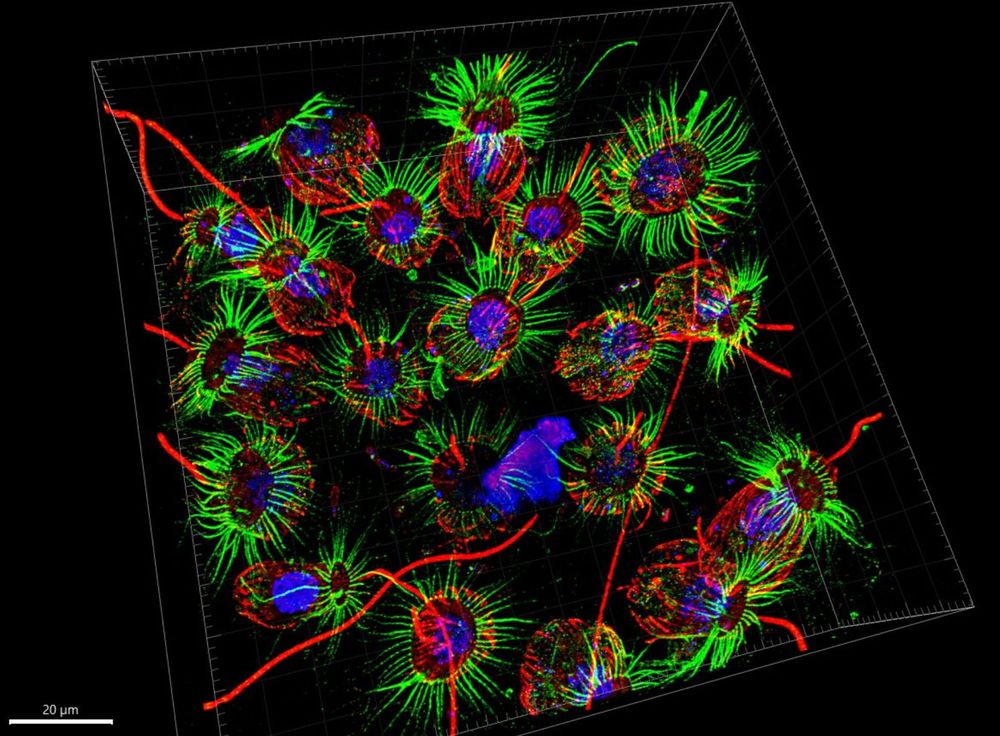 Expansion microscopy micrograph of the choanoflagellate Choanoeca flexa, vaguely evocative of a cactus. Red = tubulin, green = actin, blue = DNA