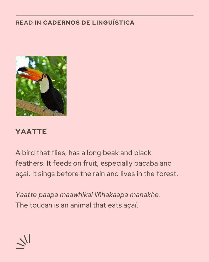 A soft pink poster with the header "READ IN CADERNOS DE LINGUÍSTICA" in small uppercase text. Below, there's an image of a toucan perched on a branch with its large orange beak and black feathers. Under the image, the word "YAATTE" appears in bold. The text describes it as a bird that flies, has a long beak and black feathers, feeds on fruit (especially bacaba and açaí), sings before the rain, and lives in the forest. A sentence in Koripako reads: Yaatte paapa maawhikai iiñhakaapa manakhe. Below, the English translation: "The toucan is an animal that eats açaí." A small sunburst-style icon appears in the lower-left corner.