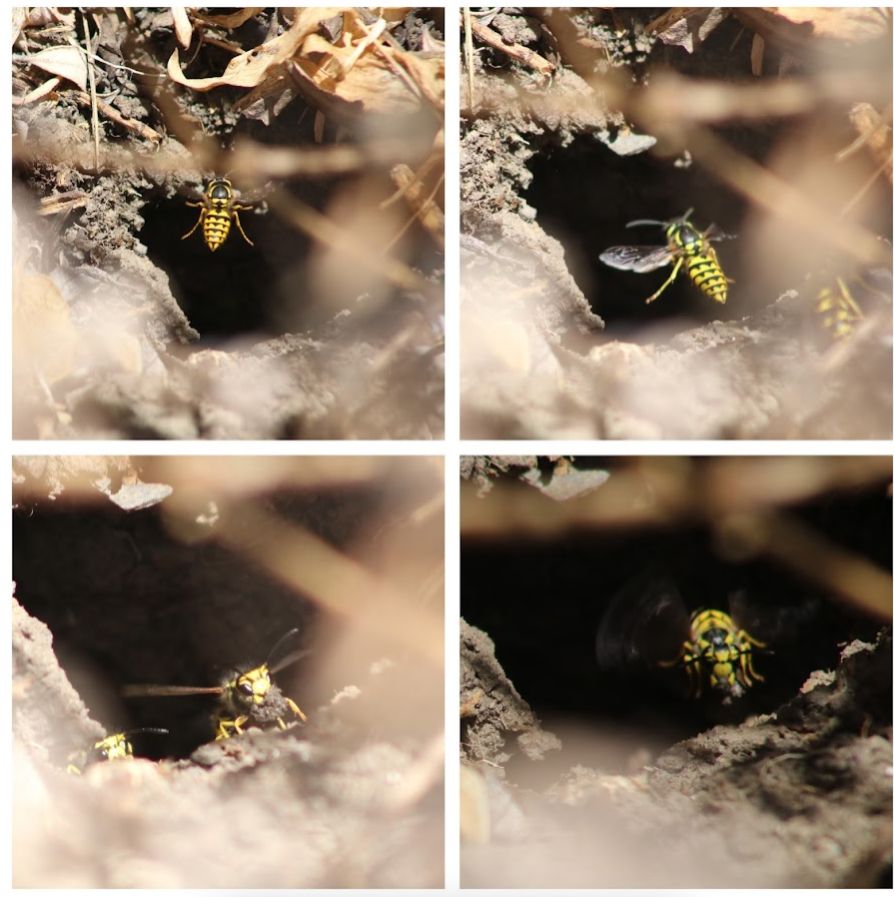 Collage of wasp nest pics
