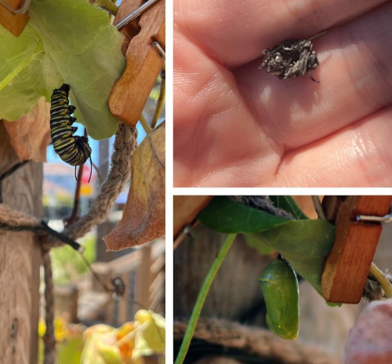 Collage of caterpillar, chrysalis, skin