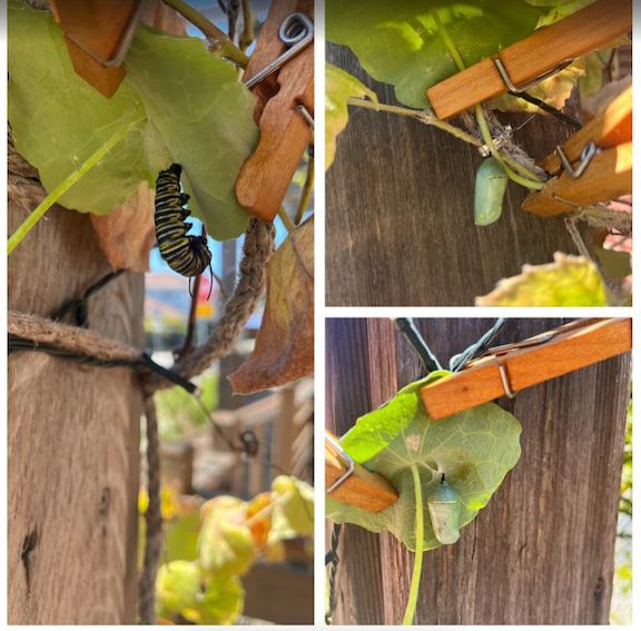 Collage of pupating monarchs