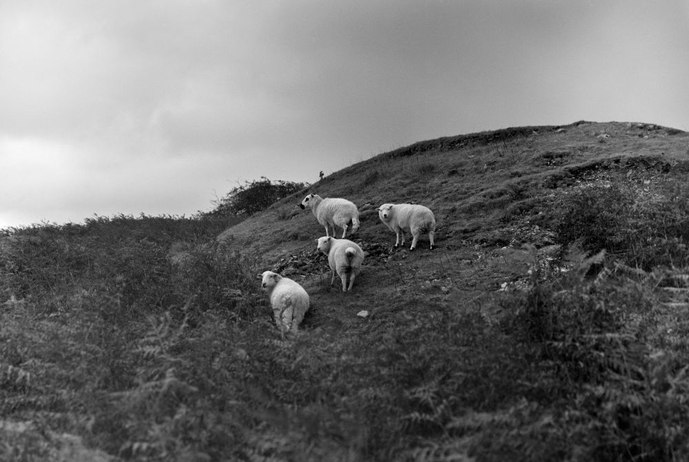 B&W photo of four sheep on a hillside on a gloomy day. 