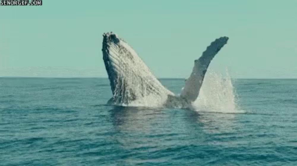 a humpback whale is breaking the surface of the ocean