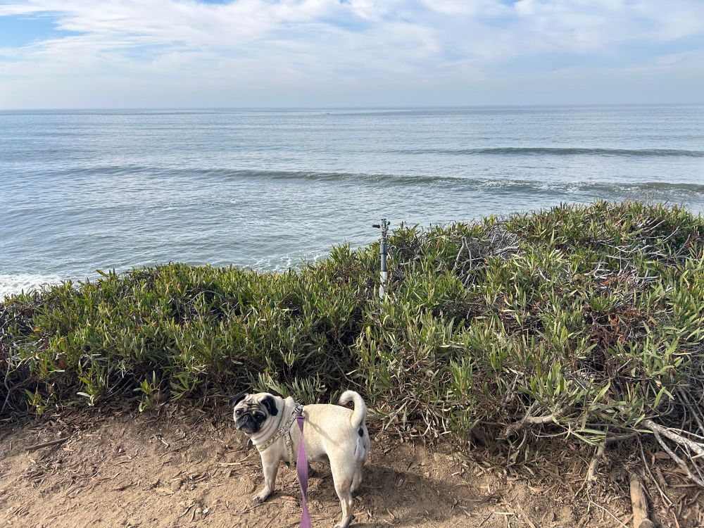 A pug on a cliff overlooking the Pacific Ocean