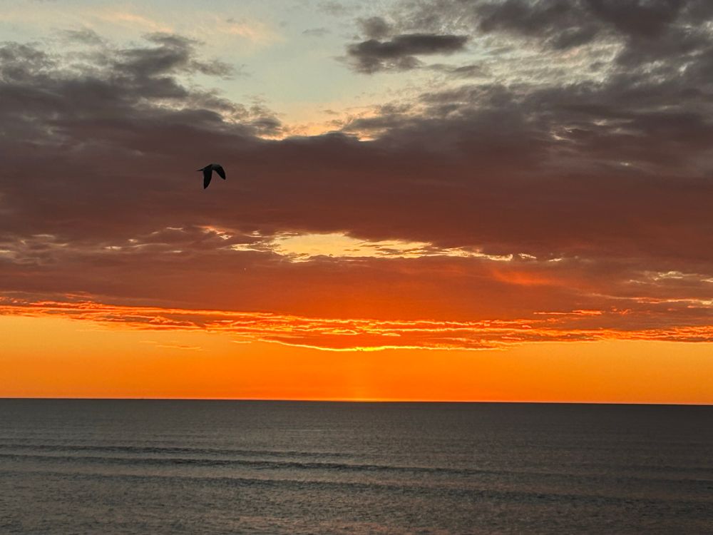 Sunset over the Pacific Ocean with a seagull in front of the clouds
