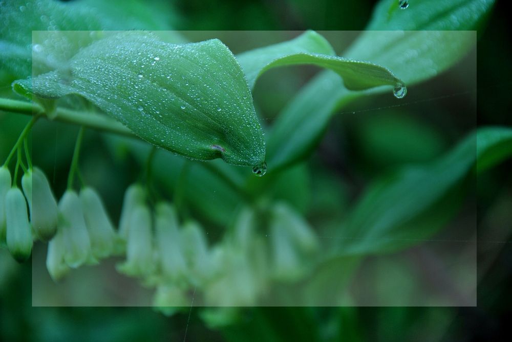 A dew drop hanging onto a leaf on a foggy morning