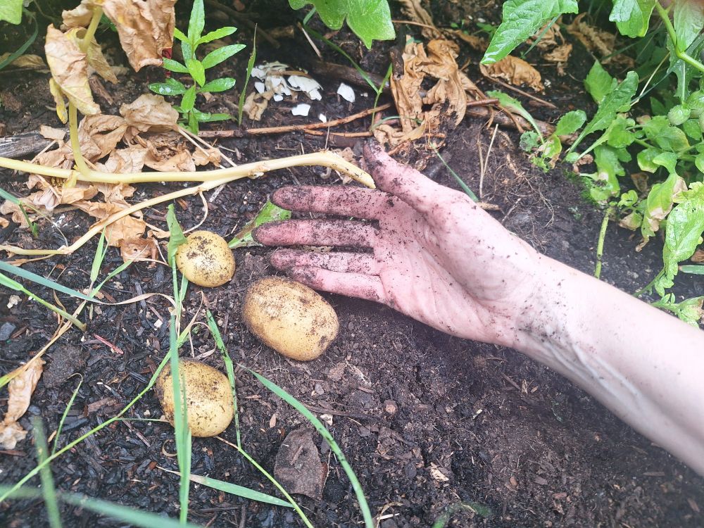 my soil-covered hand beside 3 small potatoes on top of some soil around some green plants.