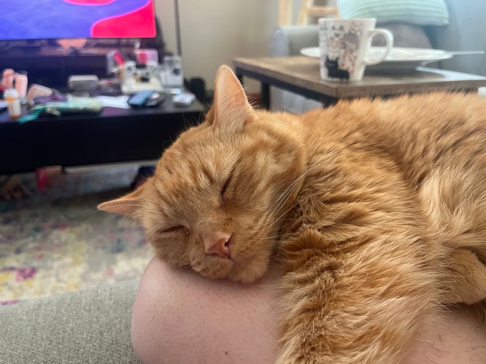 An orange cat, snoozing away. 