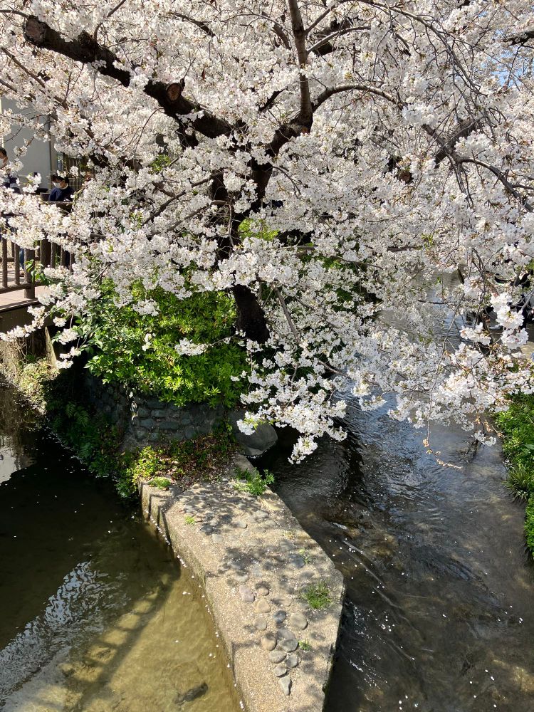 満開の桜
下の方では緑が生い茂り、川も流れている
