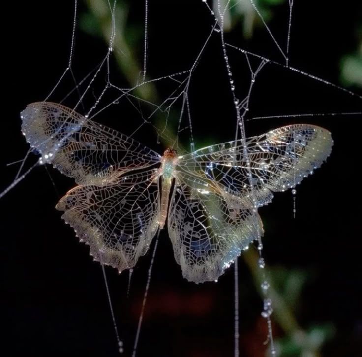 an iridescent moth caught in a spider's web