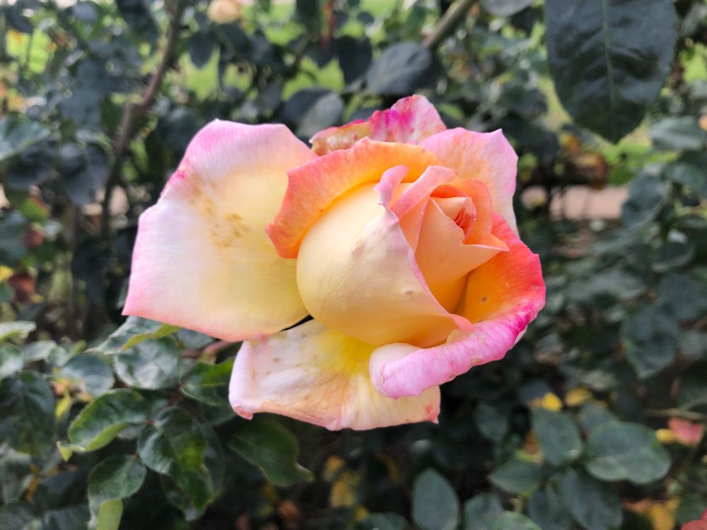a photo of a yellow and pink rose