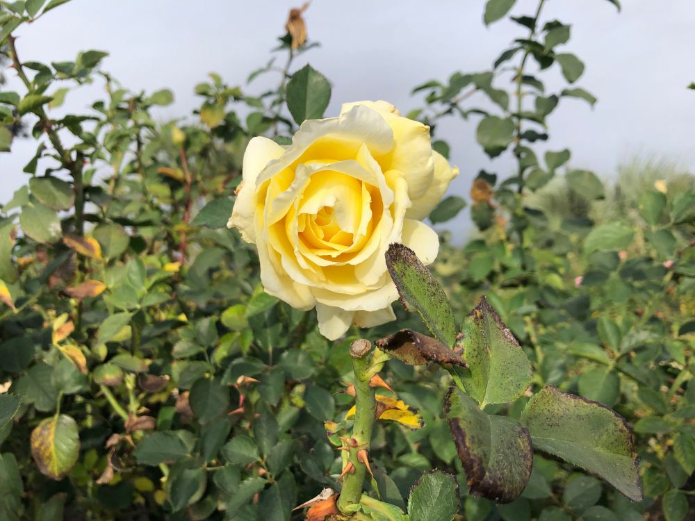 a photo of a yellow rose