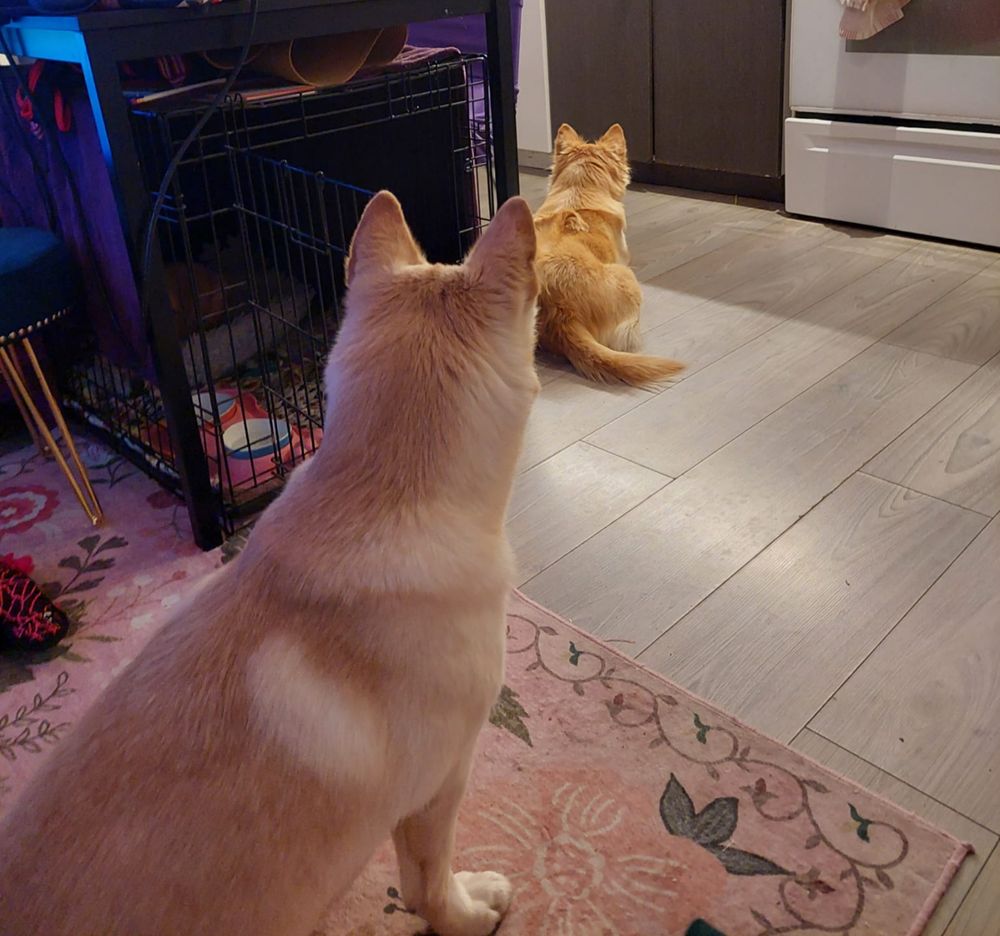 Two jindos stare at a spot in the kitchen.