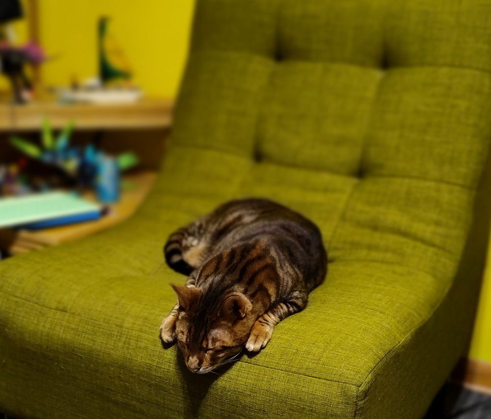 Toyger cat sleeping on a green chair