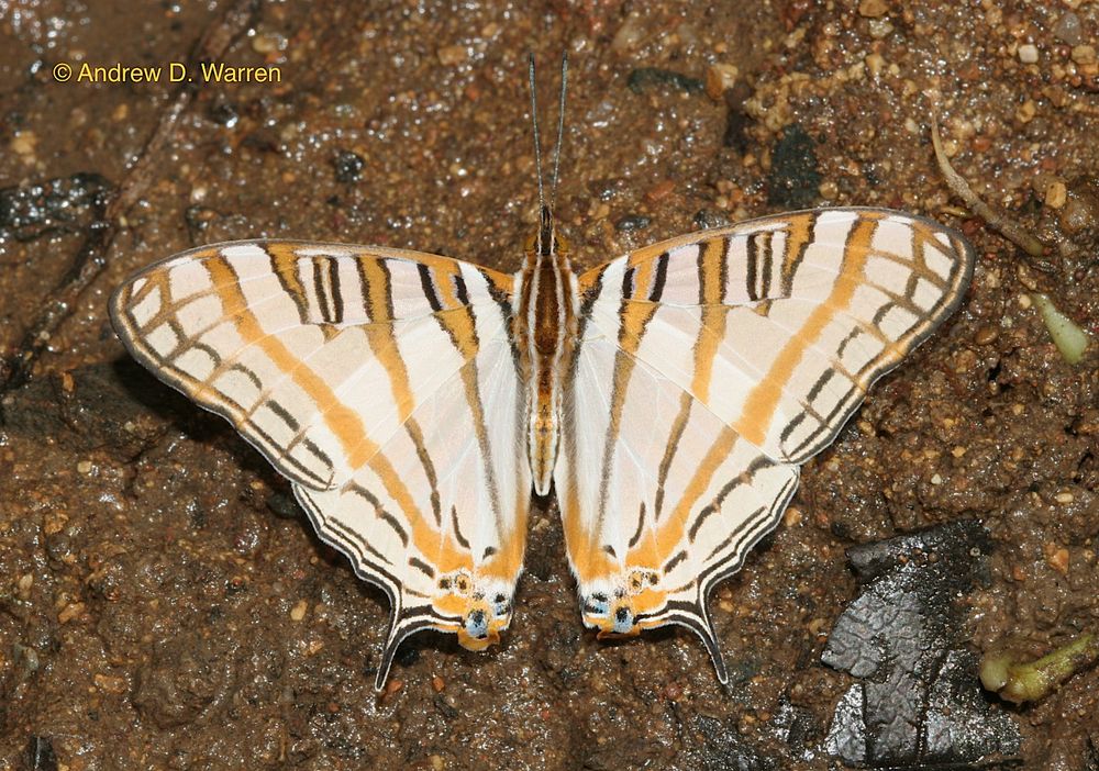 White butterfly with orange and black stripes and short tails on the hindwings.