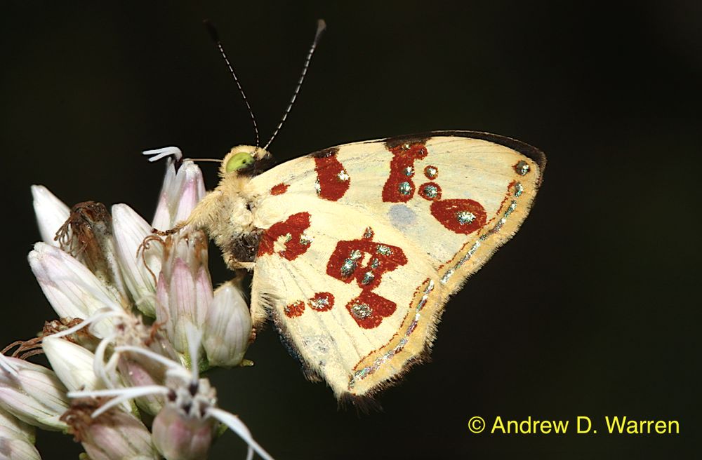 Yellow butterfly with metallic patches of scales surrounded by dark red blotches. Greenish eyes...  